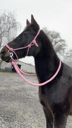 Ieders vriend d pony, Dieren en Toebehoren, Met stamboom, Minder dan 160 cm, Ruin, Zadelmak