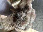 Choco mottled usa zijdehoen hen, Dieren en Toebehoren