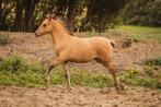 merrieveulens Fjord x Arabier en Welsh A, Dieren en Toebehoren, Merrie, 0 tot 2 jaar, Gechipt, Onbeleerd