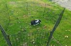 Nhd Nederlandse hangoor dwerg ram, Dieren en Toebehoren, Mannelijk, Dwerg, Hangoor, 0 tot 2 jaar