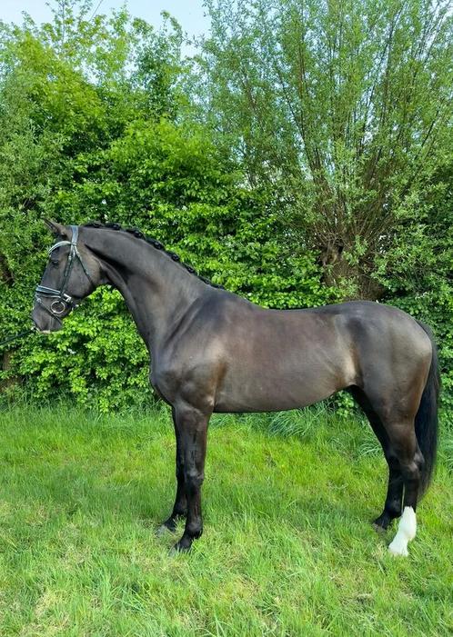 4 jarige ruin Jayson x Ferro, Dieren en Toebehoren, Paarden, Ruin, B, 165 tot 170 cm, 3 tot 6 jaar, Dressuurpaard, Met stamboom
