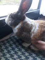 Lapin a vendre 6 kilo grand