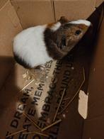 Cavia's beertjes, Animaux & Accessoires, Rongeurs, Décembre, Mâle, Cobaye