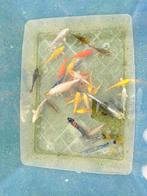 Japanse koi’s, Karper of Koi