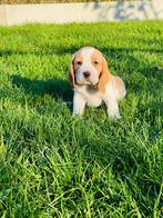 Hier geboren Beagle pupjes te koop, Dieren en Toebehoren, België, Beagle, CDV (hondenziekte), 8 tot 15 weken