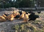 Kippen australorp zwart-orpington buff, Februari, Meerdere dieren