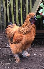 Zijdehoen haan, Dieren en Toebehoren