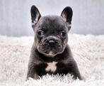 Franse bulldog, Dieren en Toebehoren, Honden | Bulldogs, Pinschers en Molossers, België, Fokker | Hobbymatig, CDV (hondenziekte)