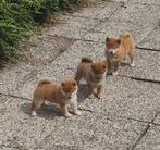 op boerderij gekweekte shiba inu puppy's beschikbaar, Dieren en Toebehoren, Honden | Poolhonden, Keeshonden en Oertypen, België