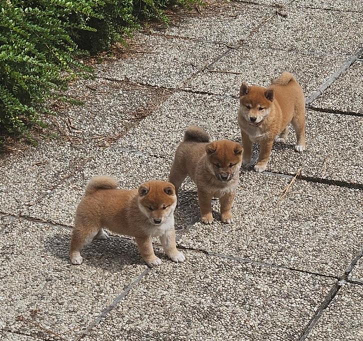 op boerderij gekweekte shiba inu puppy's beschikbaar, Dieren en Toebehoren, Honden | Poolhonden, Keeshonden en Oertypen, Meerdere dieren