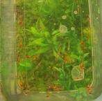 Neocaridina rode aquarium garnalen, Kreeft, Krab of Garnaal, Zoetwatervis