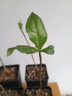 Afrikaanse Baobab, Apenbroodboom. Adansonia digitata, Huis en Inrichting, Kamerplanten, Ophalen, In pot, Minder dan 100 cm, Bonsai