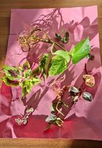 happystekjes, Huis en Inrichting, Kamerplanten, Ophalen of Verzenden, Overige soorten, Halfschaduw, Minder dan 100 cm