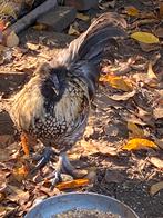 Gratis haantjes, Dieren en Toebehoren, Mannelijk, Kip