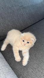 Scottish Fold kitten zeldzame kleur, Poes, Ontwormd, 0 tot 2 jaar