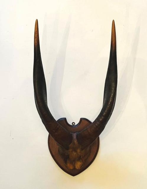 Afrikaanse trofee -  Vintage Bosbok antilopehoorns, Verzamelen, Dierenverzamelingen, Zo goed als nieuw, Gewei of Kop, Wild dier