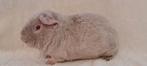 Super leuk Us Teddy duo, Dieren en Toebehoren, Mannelijk, Cavia, Tam