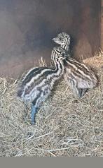 Emoe kuikens, Dieren en Toebehoren, Pluimvee