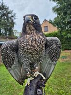 Roofvogel, Femelle, Oiseau de proie, Domestique