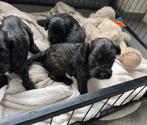 Cockapoo pups (dwerg poedel x Amerikaanse cocker), Poedel, België, CDV (hondenziekte), 8 tot 15 weken