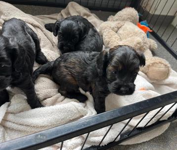 Cockapoo pups (dwerg poedel x Amerikaanse cocker) beschikbaar voor biedingen