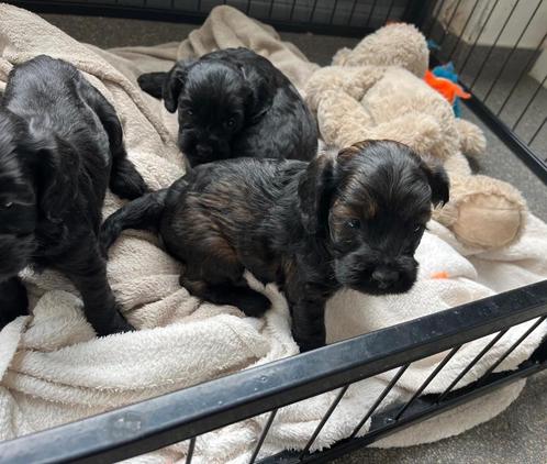 Cockapoo pups (dwerg poedel x Amerikaanse cocker), Dieren en Toebehoren, Honden | Chihuahua's en Gezelschapshonden, Meerdere dieren