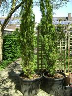 taxus planten, Ophalen, Vaste plant