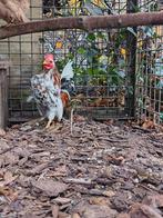 Toompje serama's, Dieren en Toebehoren