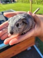 Cavia, Dieren en Toebehoren, Knaagdieren, Cavia