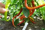 Corbaci - Paprika zaden, Tuin en Terras, Verzenden