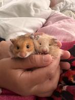 Hamster dore, Dieren en Toebehoren, Knaagdieren, Hamster, Mannelijk, Juli, Tam