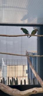 Maisparkiet, Dieren en Toebehoren, Parkiet, Geringd
