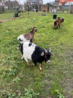 1 bok 3 miekes., Dieren en Toebehoren, Schapen, Geiten en Varkens