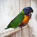 Jonge regenboogvrachtwagen EAM/getemd, Dieren en Toebehoren, Vogels | Parkieten en Papegaaien, Meerdere dieren, Papegaai, Geringd