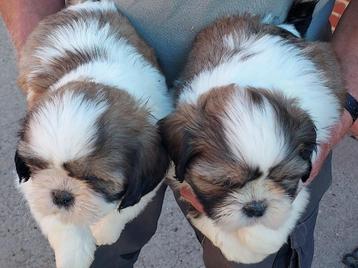 Shih Tzu pups beschikbaar voor biedingen
