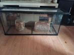 Grote Glazen bak of aquarium 150cm, Ophalen, Gebruikt, Terrarium of Paludarium
