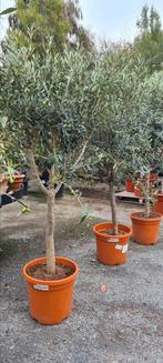 Olijfboom Olea Europaea, Tuin en Terras, Ophalen, Olijfboom