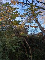 Walnoot boom / Notelaar / Okkernoot, Tuin en Terras, Ophalen