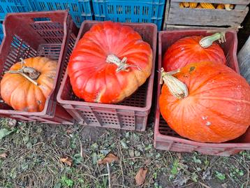 Grote soep pompoenen  beschikbaar voor biedingen