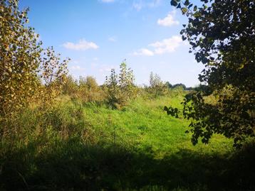 Brandhout op stam beschikbaar voor biedingen