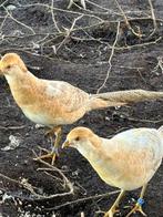 fazanten, Dieren en Toebehoren, Pluimvee, Kip