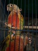 koppel pyrhuras, Dieren en Toebehoren, Vogels | Parkieten en Papegaaien