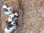JACK RUSEL pups, België, Particulier, Jack Russell Terriër, Meerdere