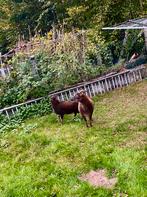 Schapen Soay blonte vrouwelijke schaap, Dieren en Toebehoren, Schapen, Geiten en Varkens, Vrouwelijk, Schaap, 0 tot 2 jaar