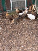 Gratis Onagadori, Dieren en Toebehoren, Pluimvee, Mannelijk, Kip