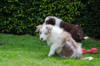 red merle border collie puppies geboren op boerderij, Dieren en Toebehoren, Honden | Herdershonden en Veedrijvers, CDV (hondenziekte)