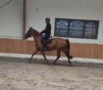 Lieve 5 jarige vosse merrie, Dieren en Toebehoren, Merrie, Zadelmak, 3 tot 6 jaar, 160 tot 165 cm