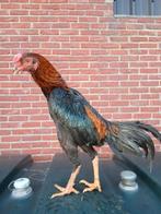 Shamo environ 12 mois, Animaux & Accessoires