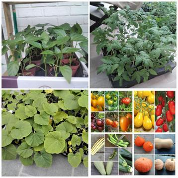 Biologische planten pompoen/pompoen/butternut/courgette/toma beschikbaar voor biedingen