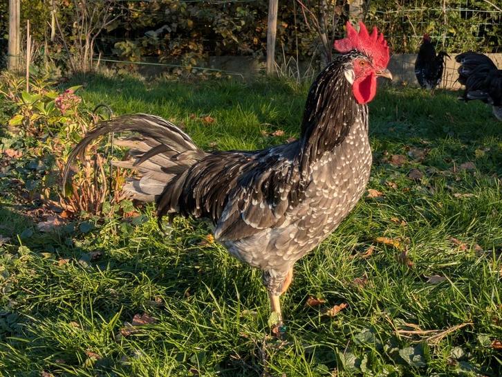 Ancona haan blauw witgepareld, Dieren en Toebehoren, Pluimvee, Kip, Mannelijk